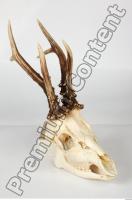 Skull Deer 0007